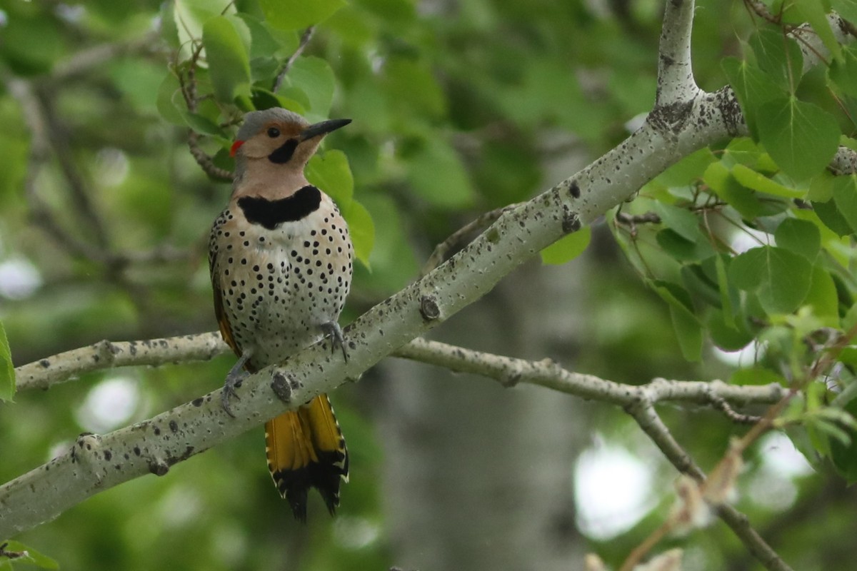 Northern Flicker (Yellow-shafted) - ML620363555
