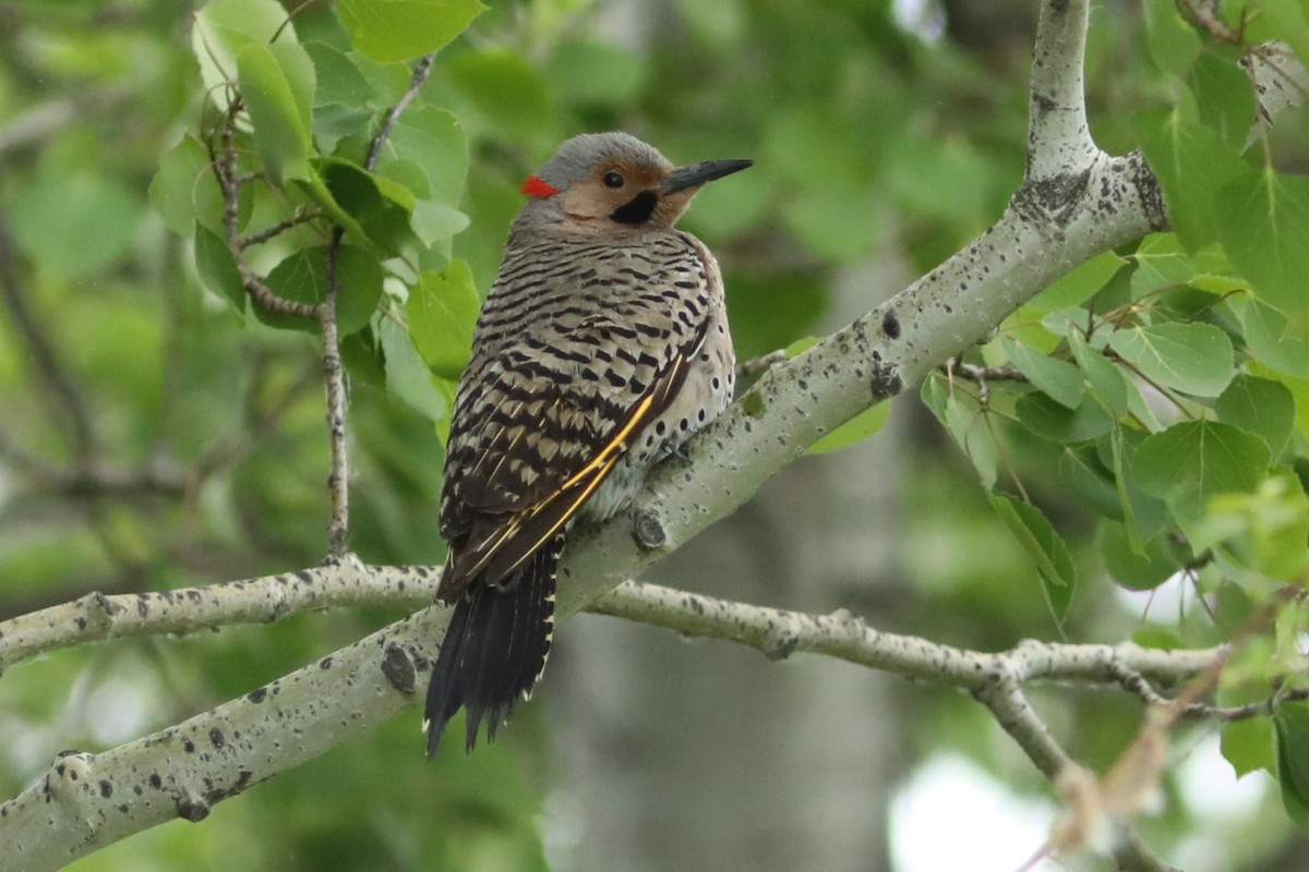 Northern Flicker (Yellow-shafted) - ML620363556