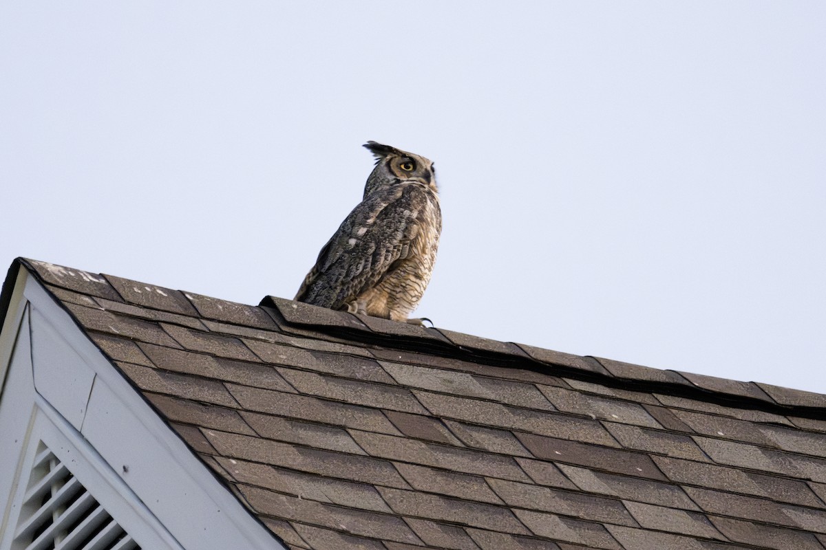 Great Horned Owl - ML620363561