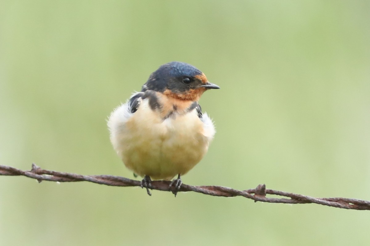 Barn Swallow - ML620363564