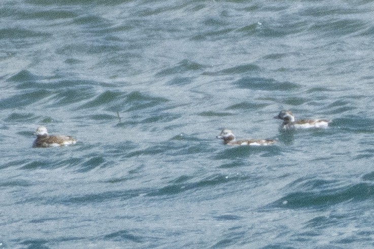 Long-tailed Duck - ML620363579