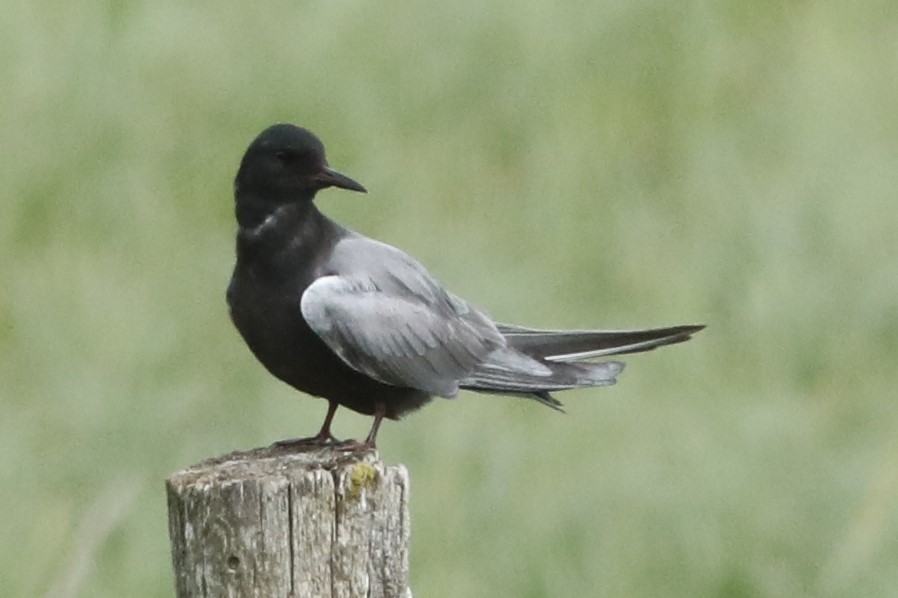 Black Tern - ML620363589