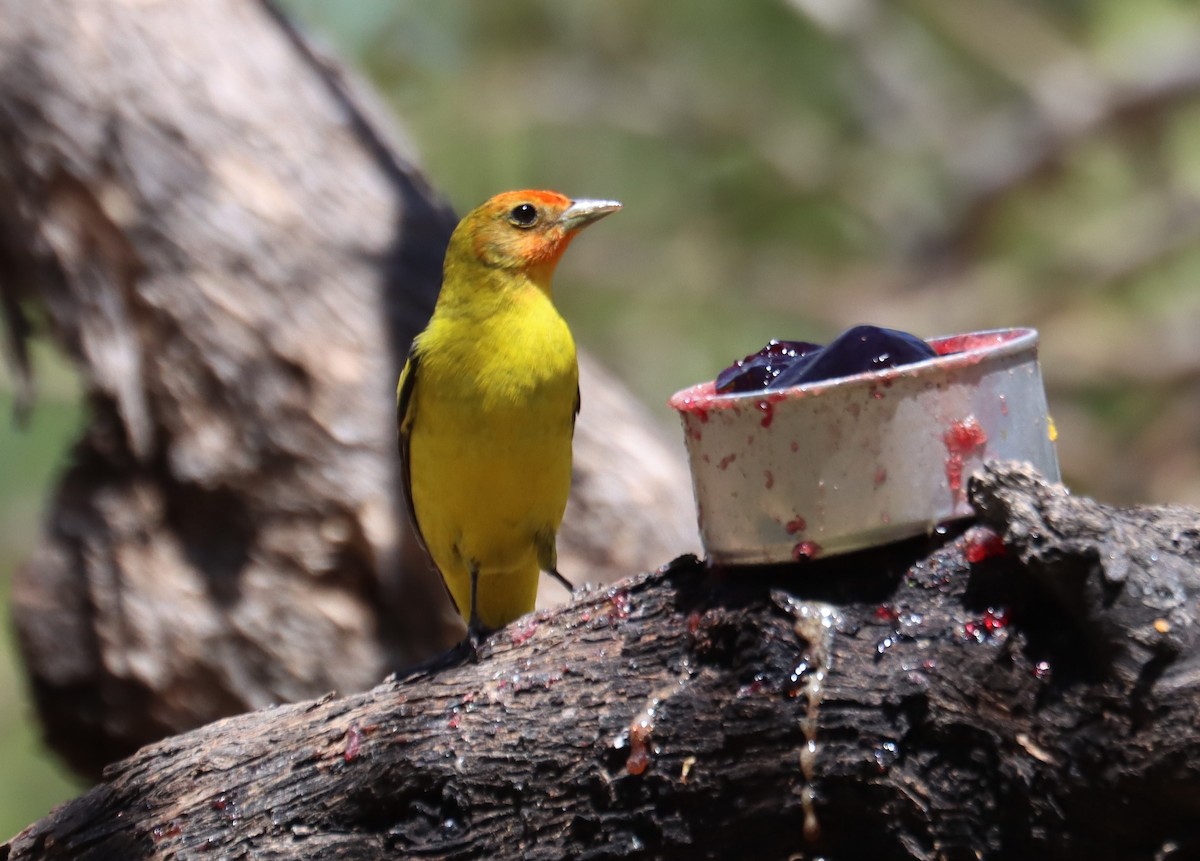 Western Tanager - ML620363591
