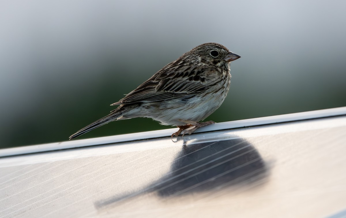 Vesper Sparrow - ML620363594