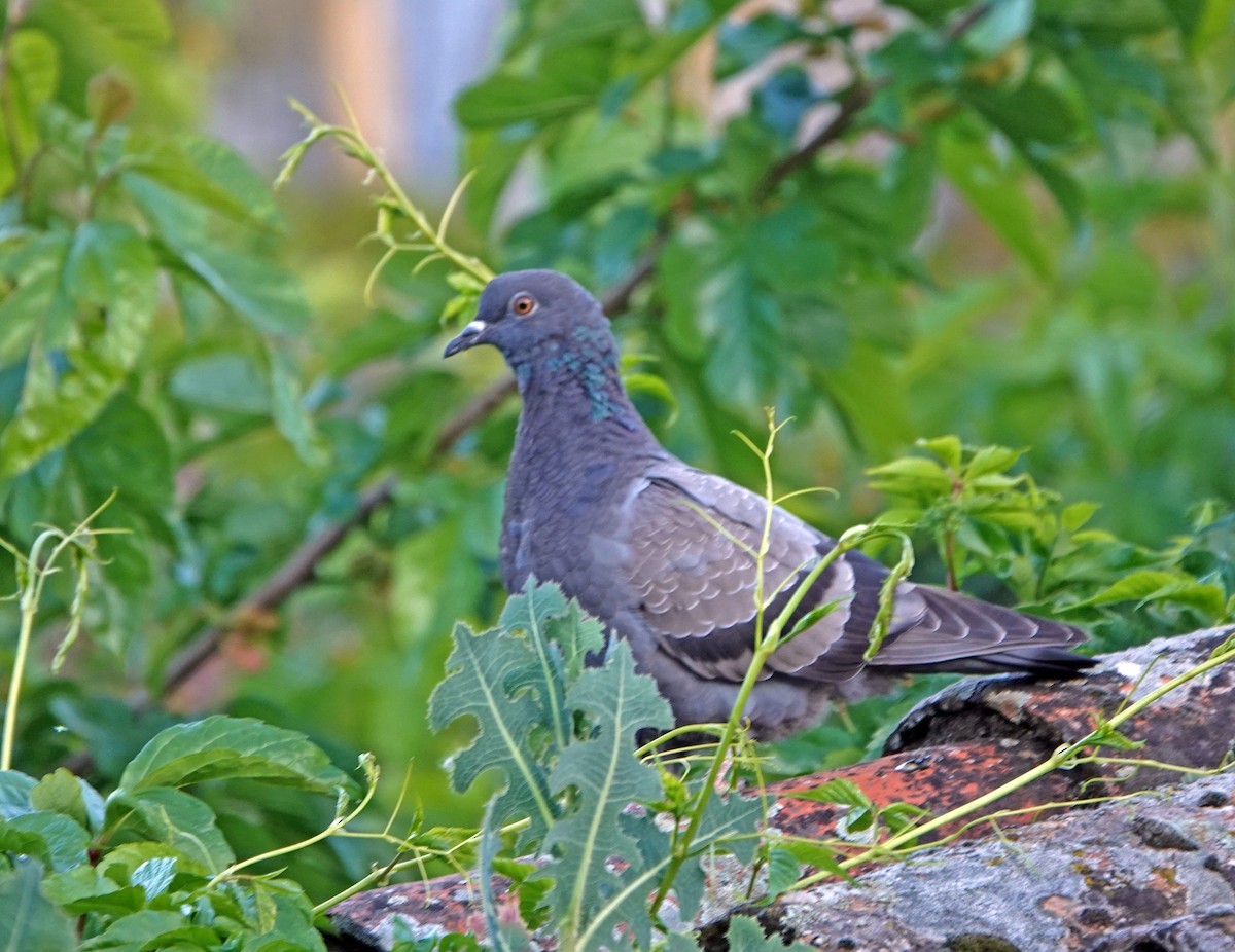 Rock Pigeon (Feral Pigeon) - ML620363595