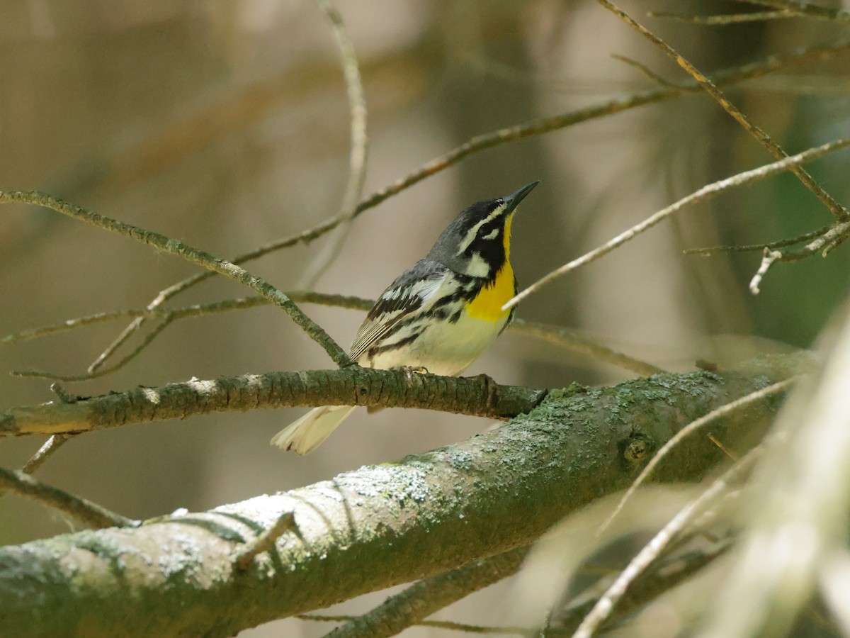 Yellow-throated Warbler - ML620363599