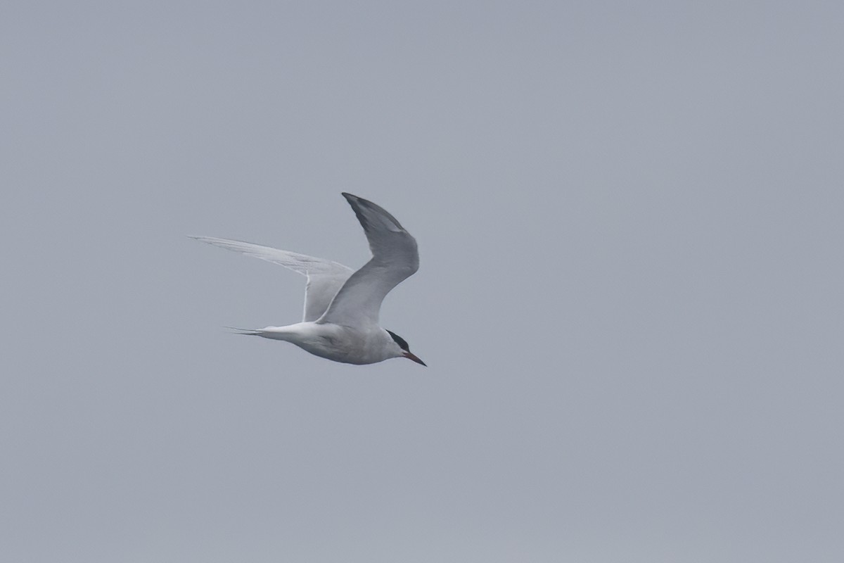Common Tern - ML620363601