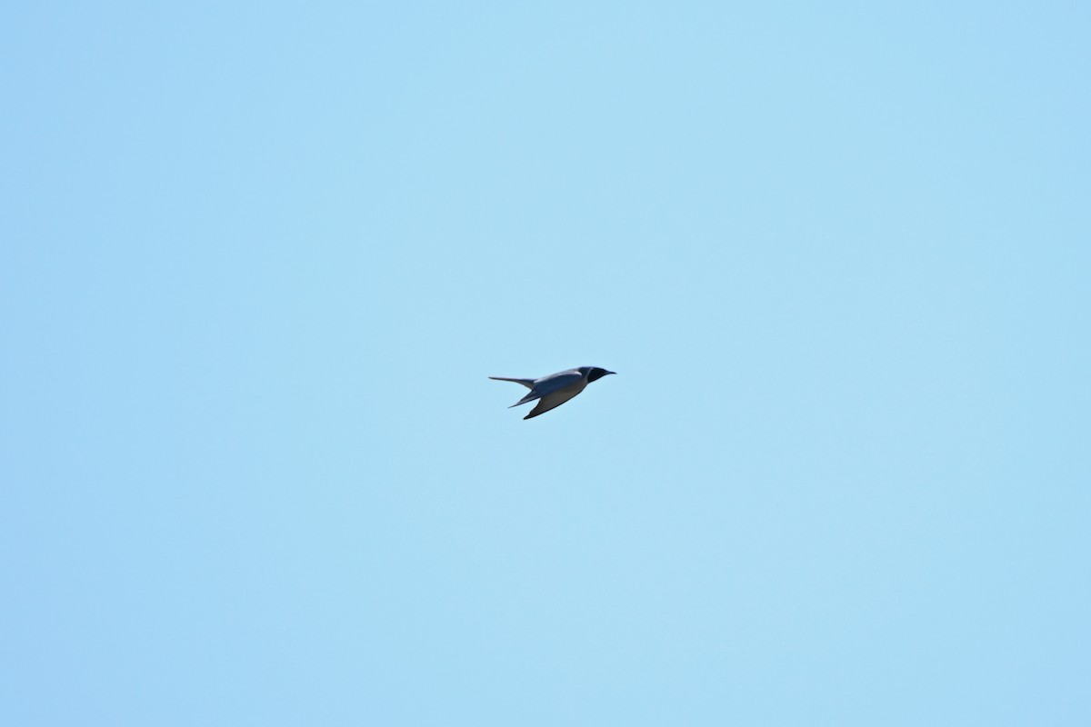Masked Woodswallow - ML620363672