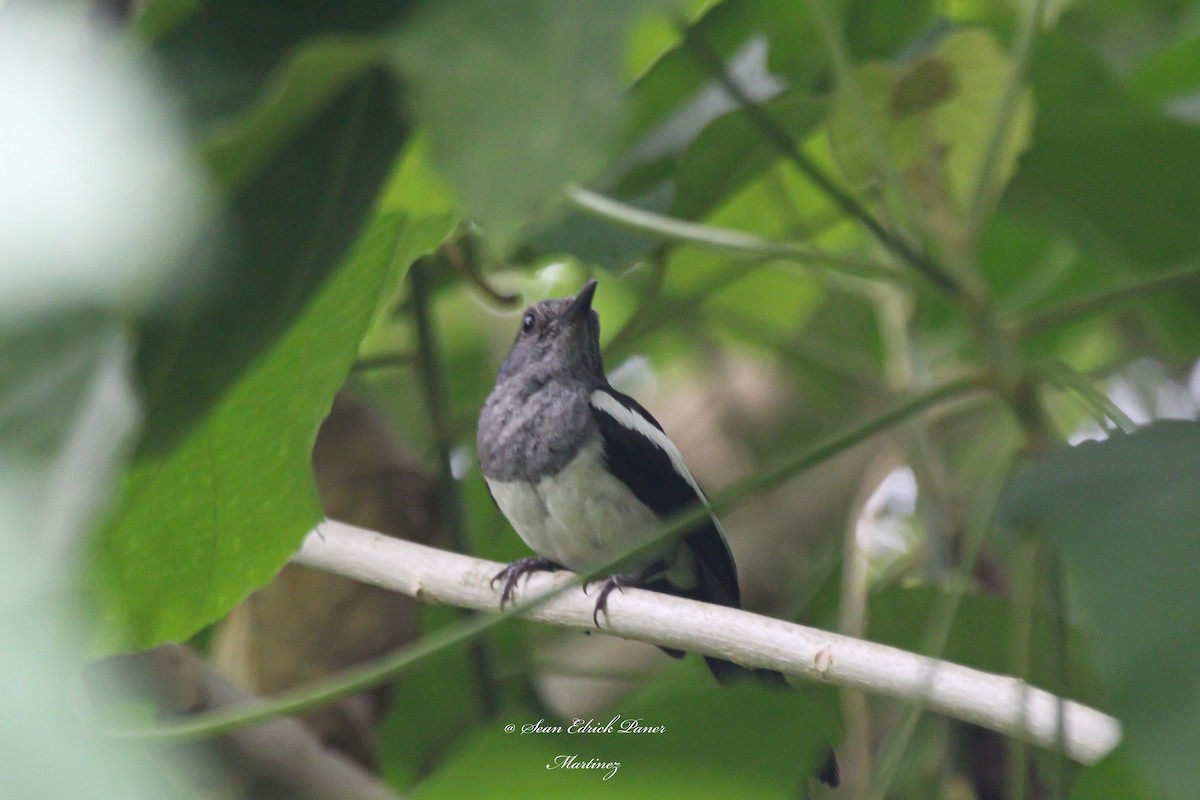 Philippine Magpie-Robin - ML620363677
