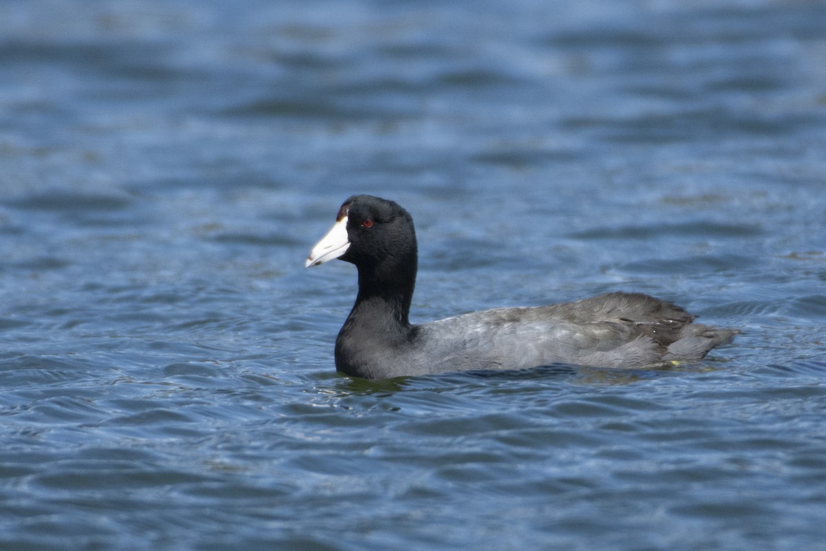 American Coot (Red-shielded) - ML620363683