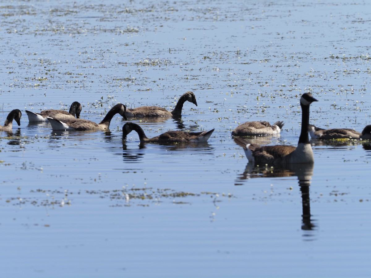 Canada Goose - ML620363695