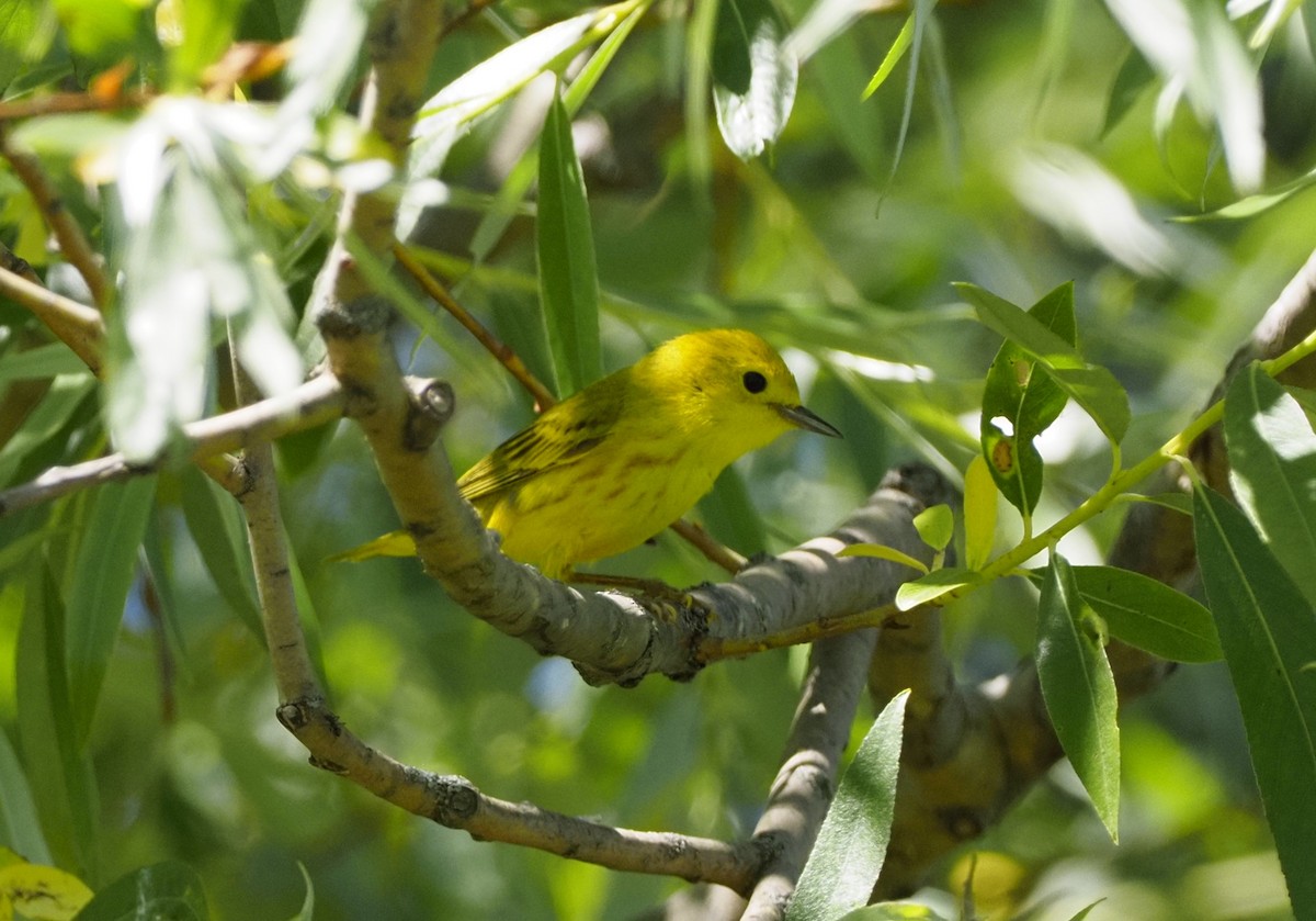 Yellow Warbler - ML620363699