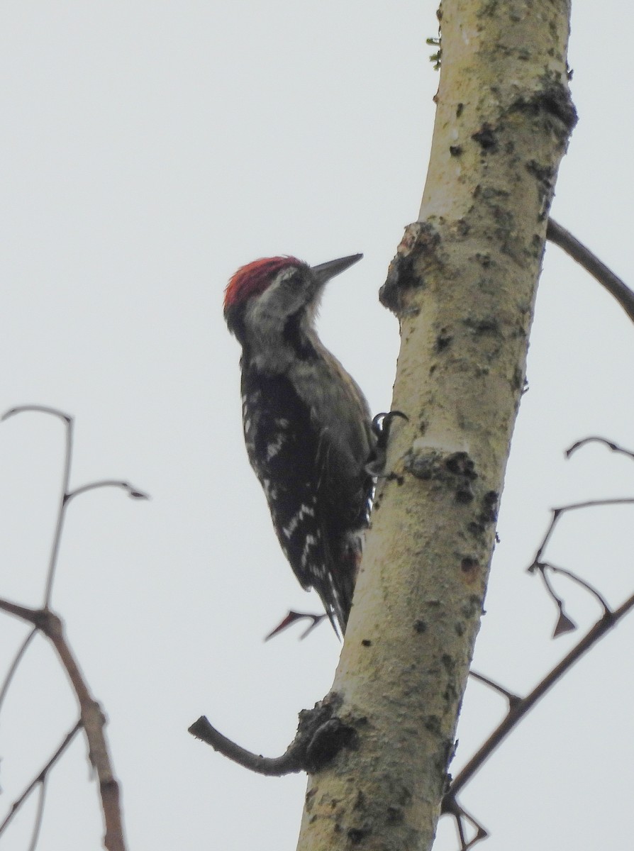 Fulvous-breasted Woodpecker - Pallab Saikia