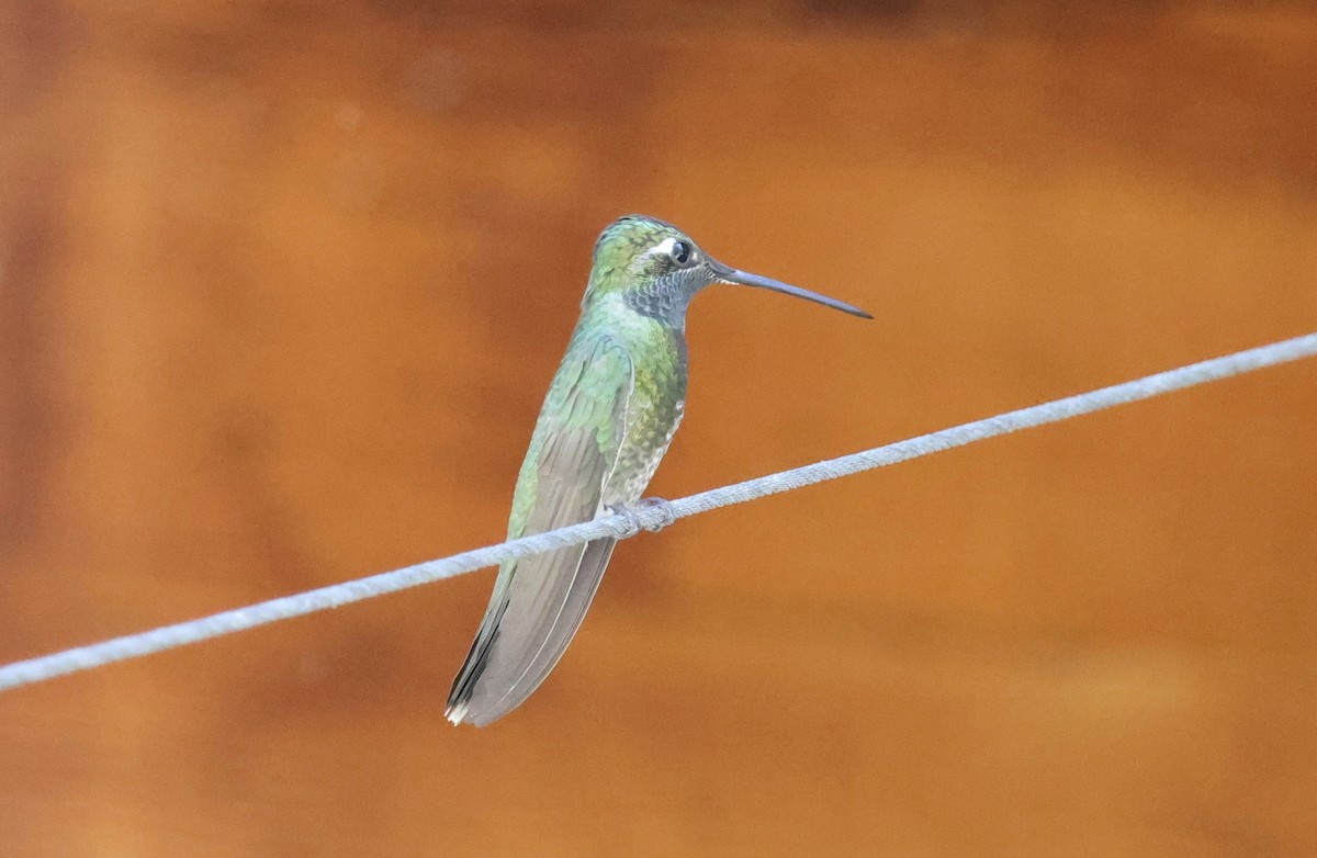 Rivoli's Hummingbird - ML620363715