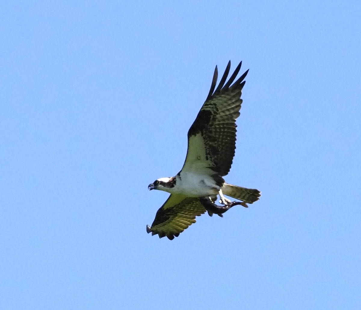 Osprey - ML620363730