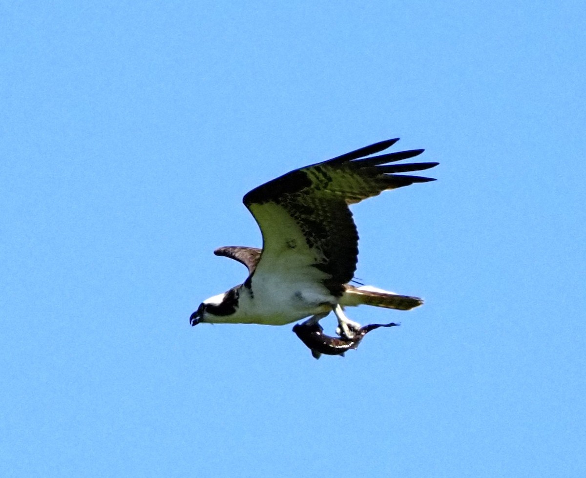 Osprey - ML620363731