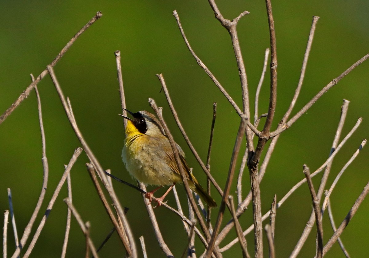 Paruline masquée - ML620363733