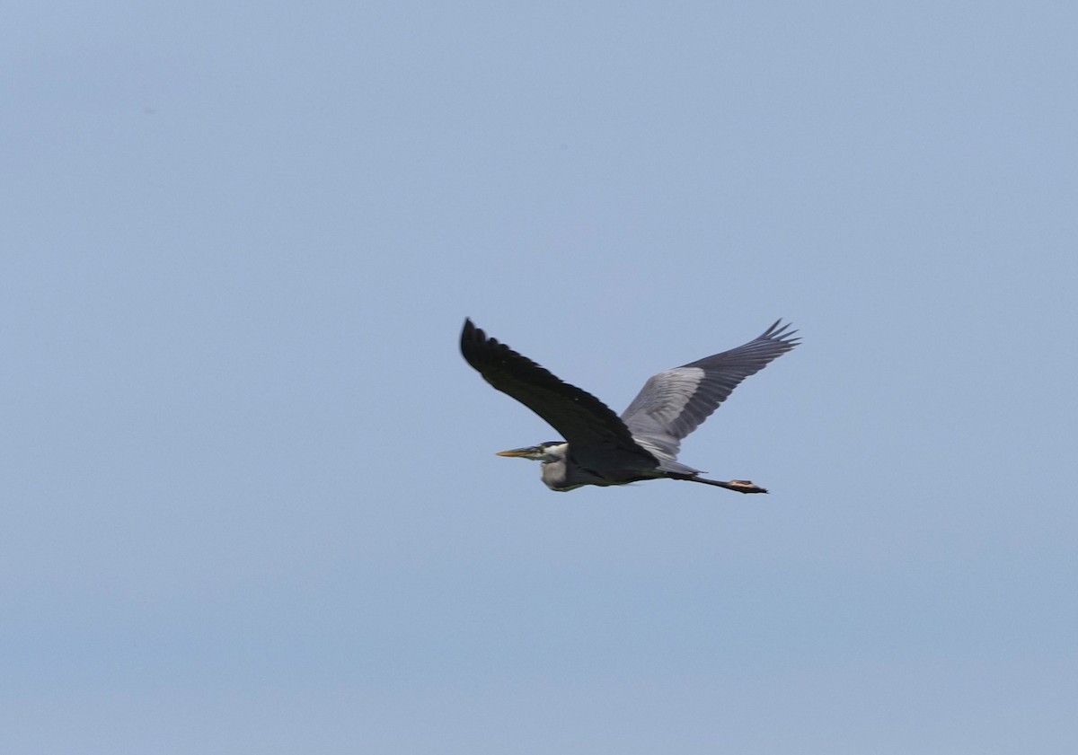 Great Blue Heron - ML620363746