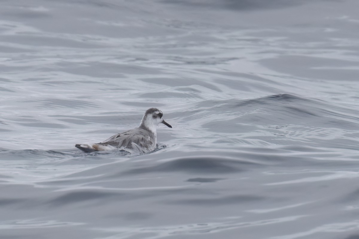 Red Phalarope - ML620363750