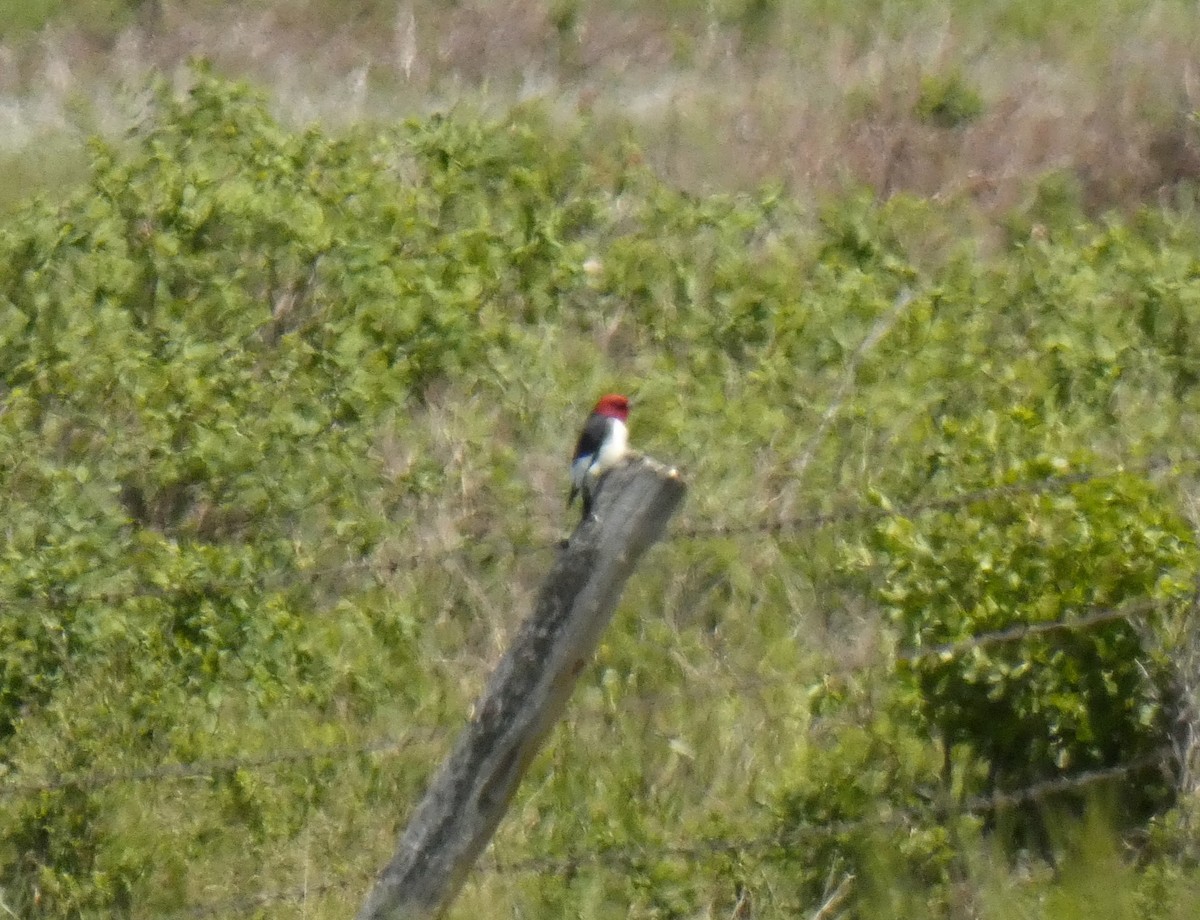Red-headed Woodpecker - ML620363780