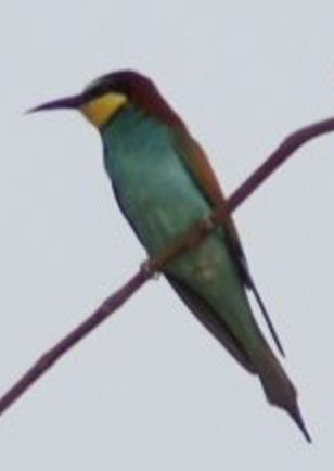 European Bee-eater - ML620363782