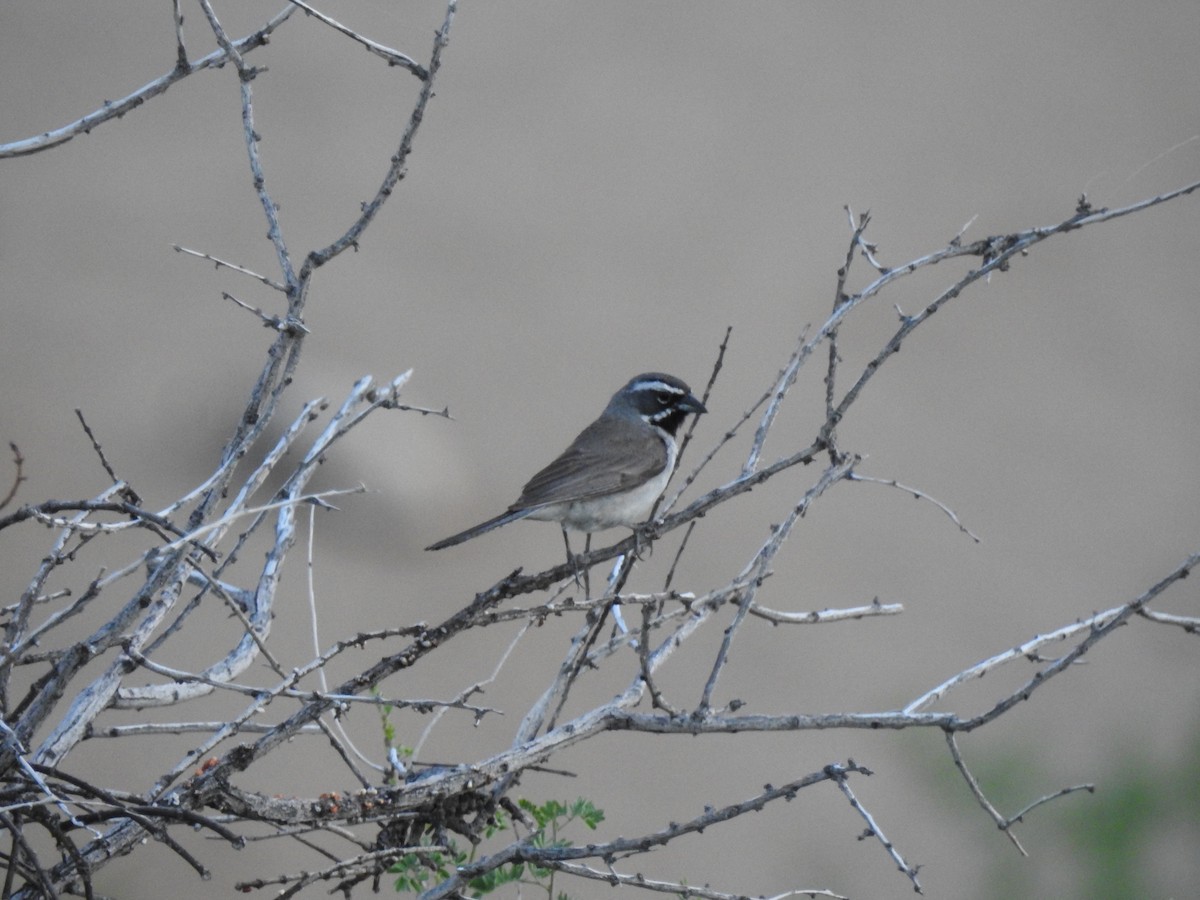 Black-throated Sparrow - ML620363789