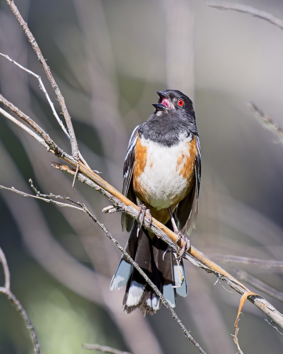 Spotted Towhee - ML620363790