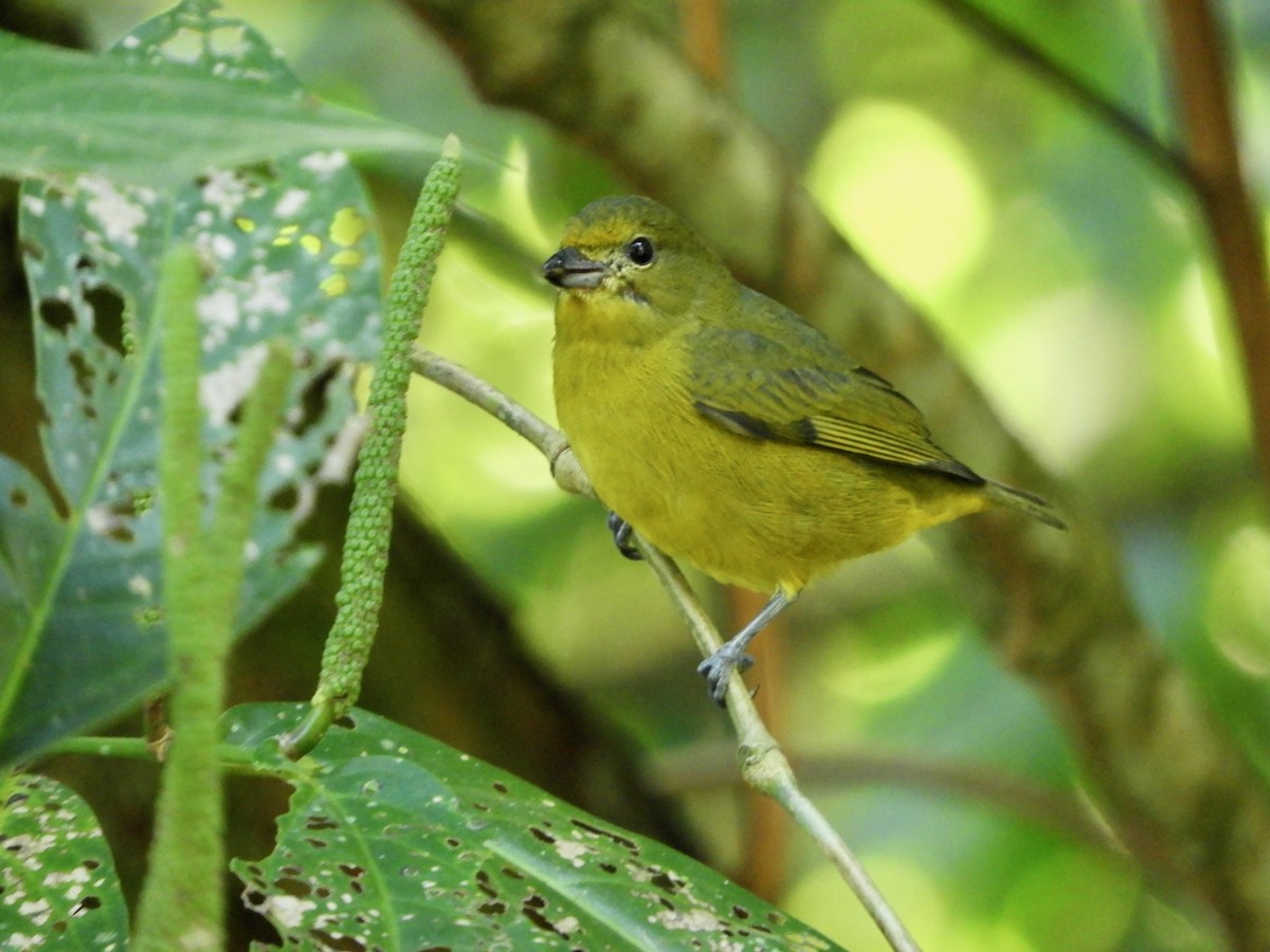 Violaceous Euphonia - ML620363791