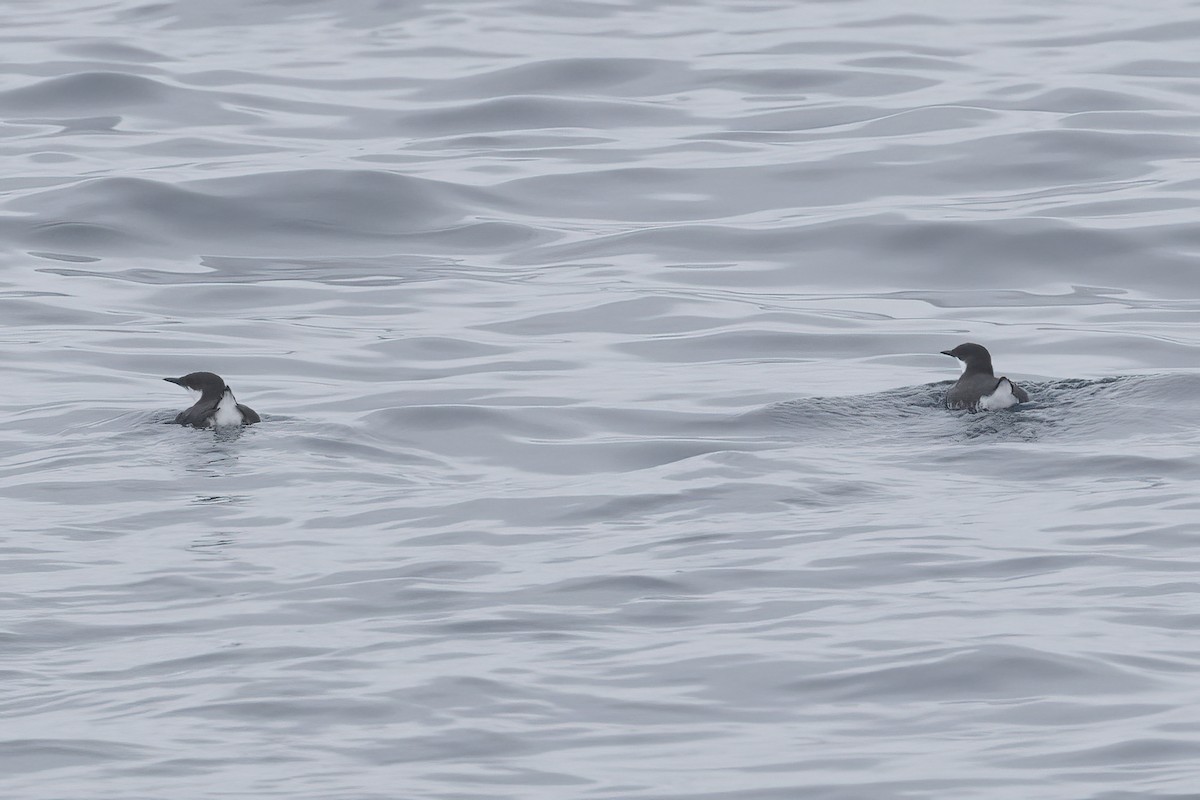 Craveri's Murrelet - ML620363801