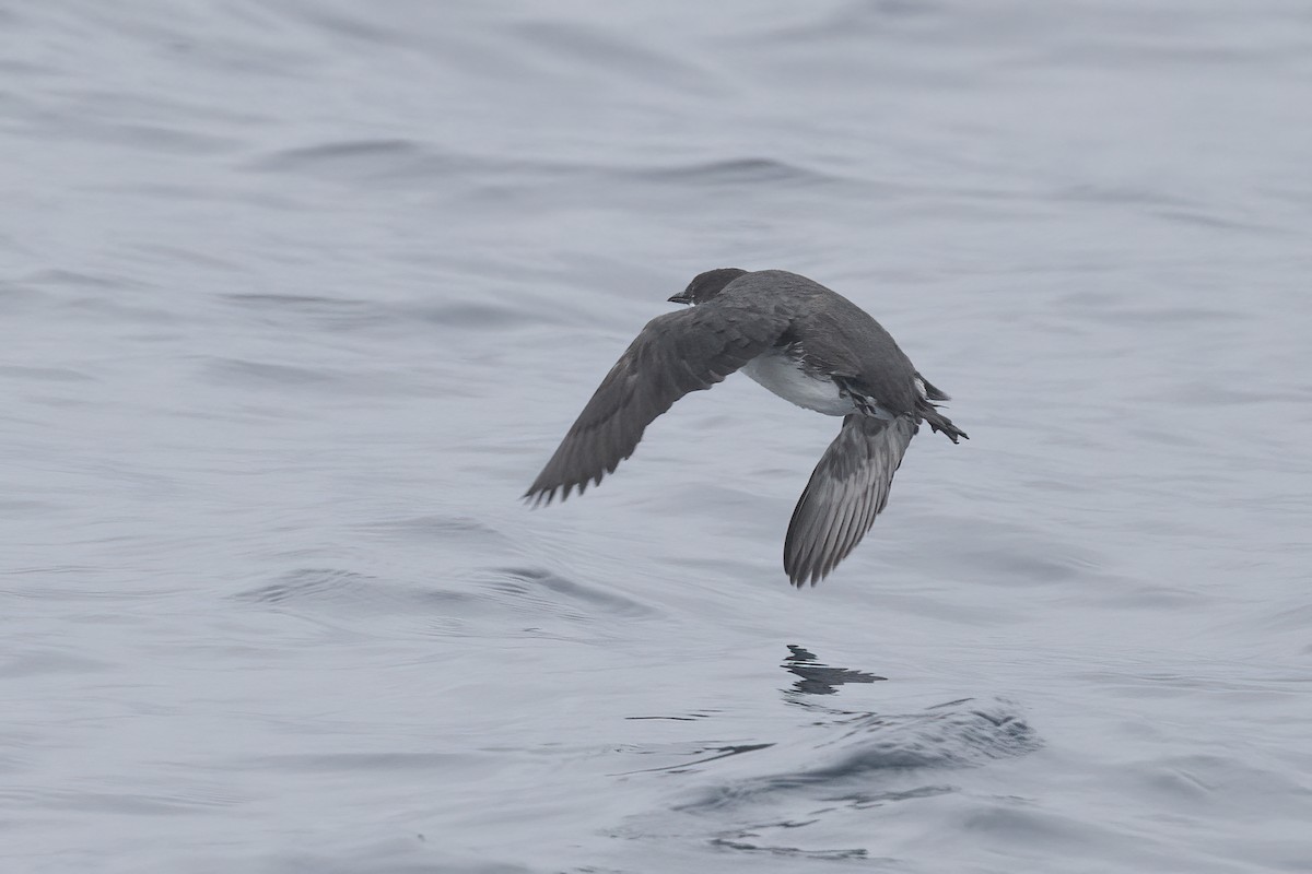 Craveri's Murrelet - ML620363802