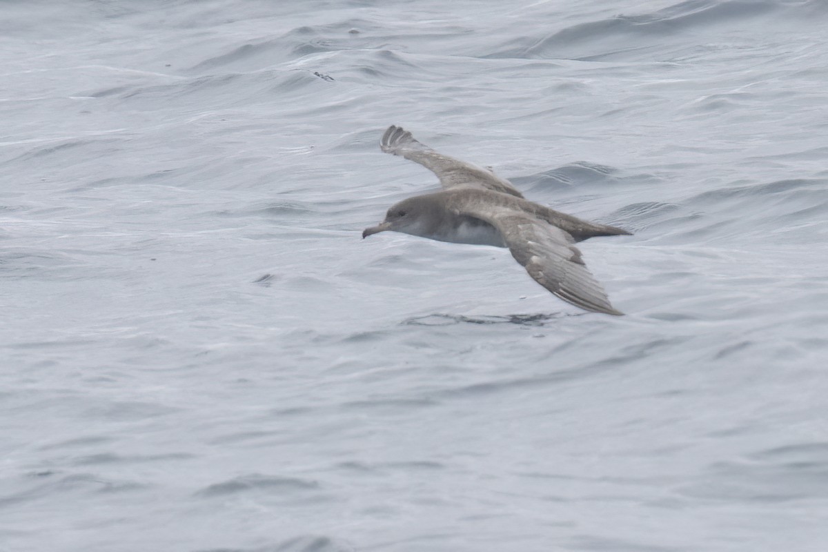 Pink-footed Shearwater - ML620363822