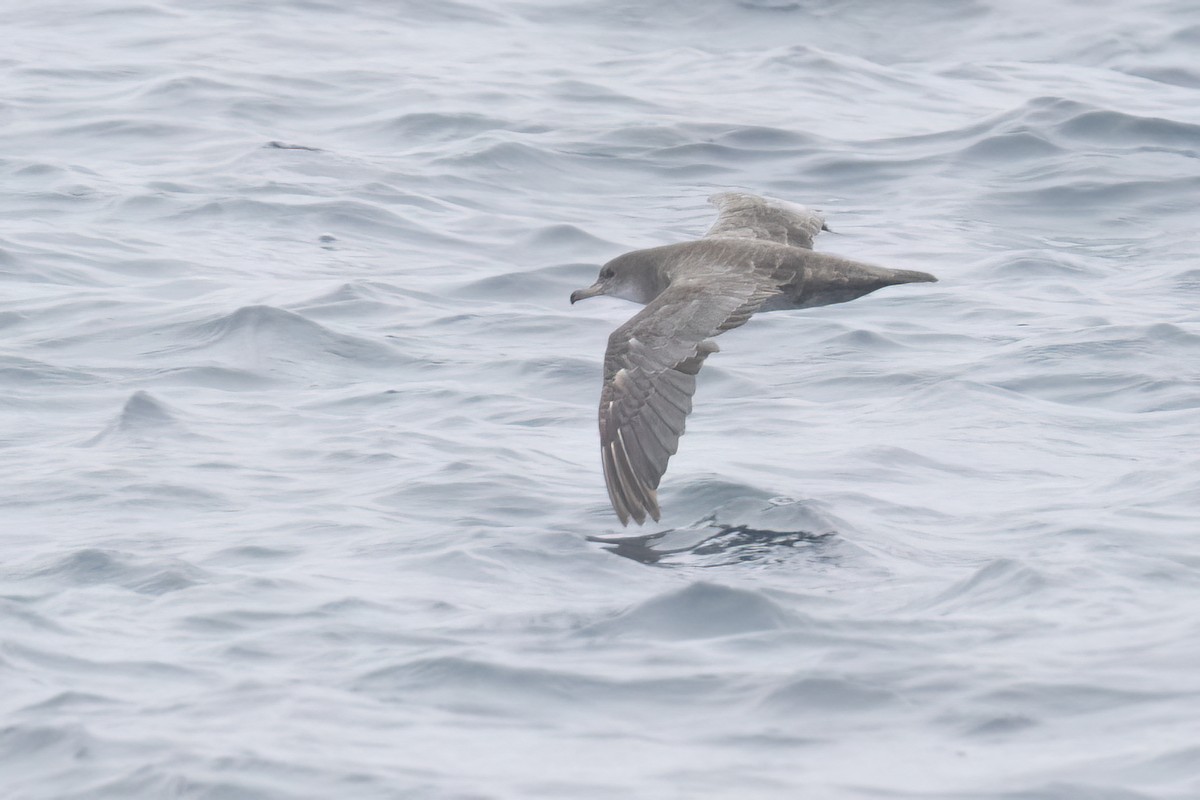 Pink-footed Shearwater - ML620363823