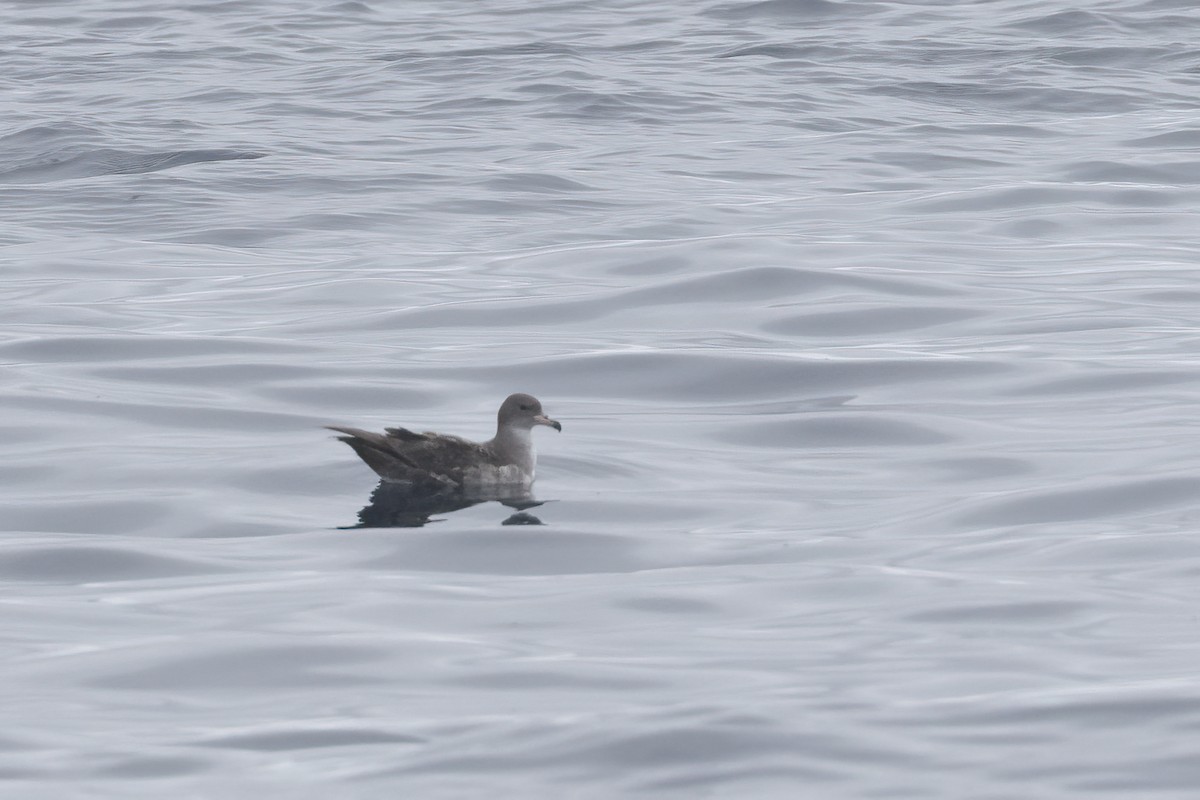 Pink-footed Shearwater - ML620363824