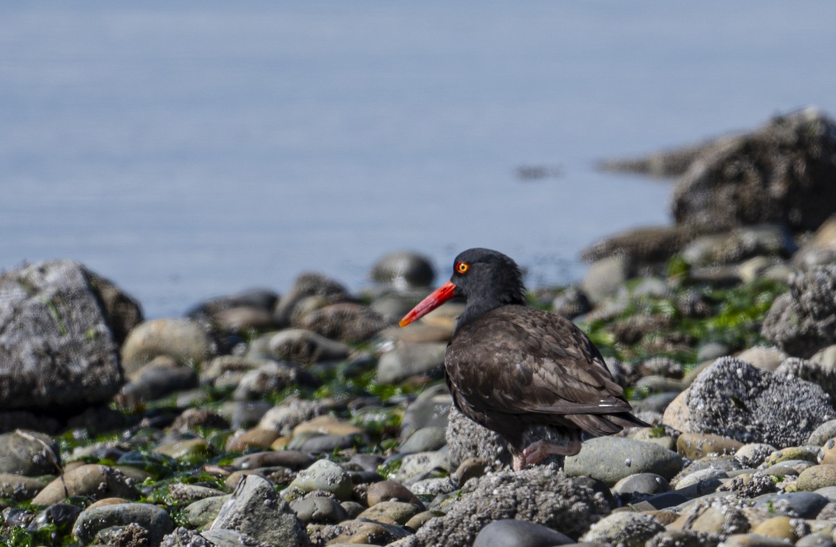 Black Oystercatcher - ML620363828