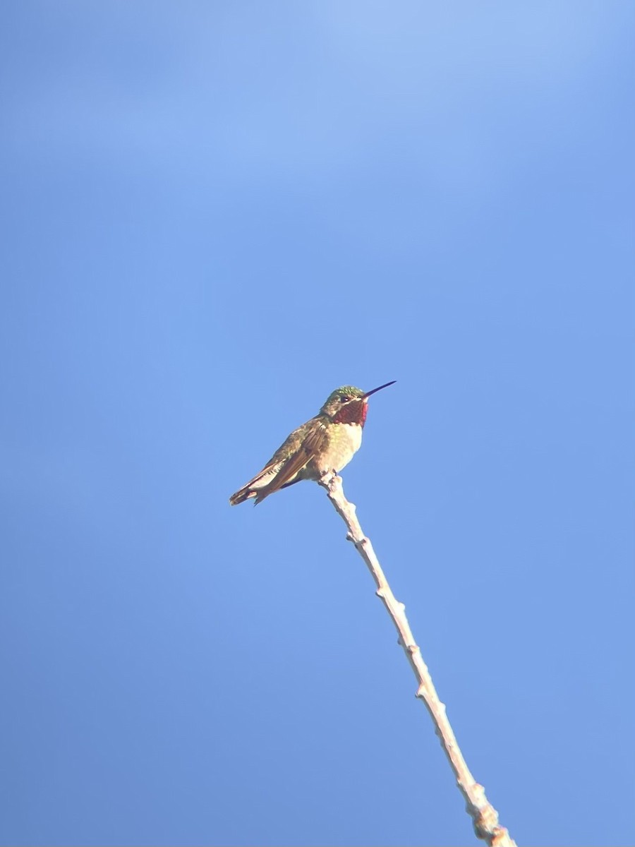 Broad-tailed Hummingbird - ML620363836