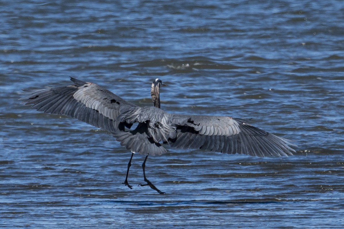 Great Blue Heron - ML620363860