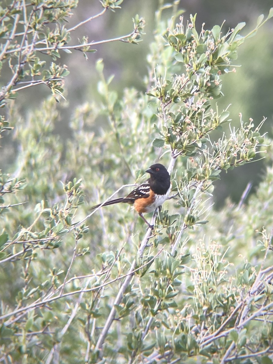 Spotted Towhee - ML620363861