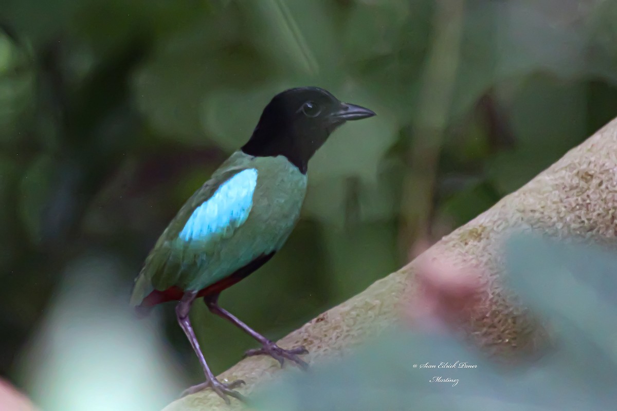 綠胸八色鳥(sordida/palawanensis) - ML620363867