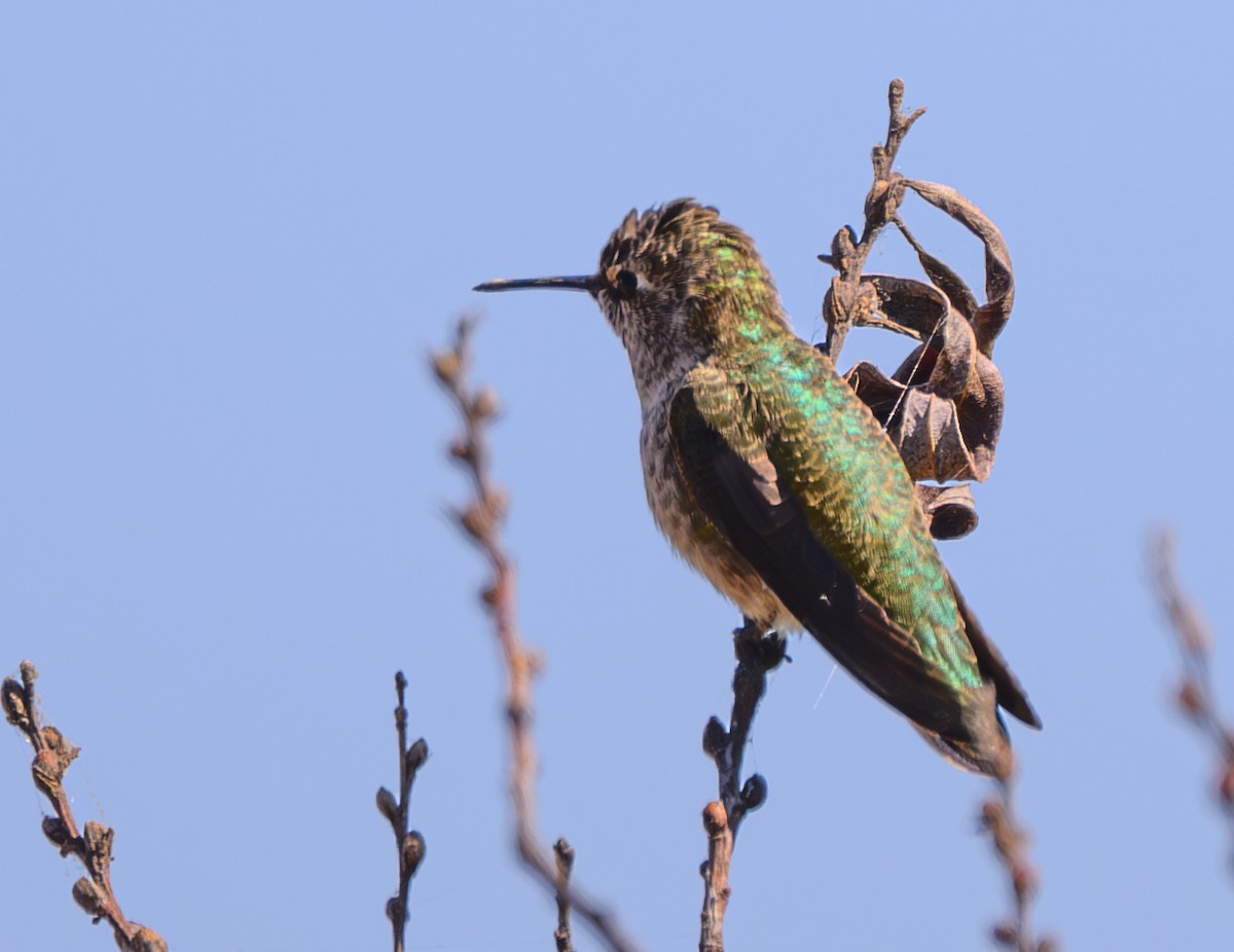 Anna's Hummingbird - ML620363886