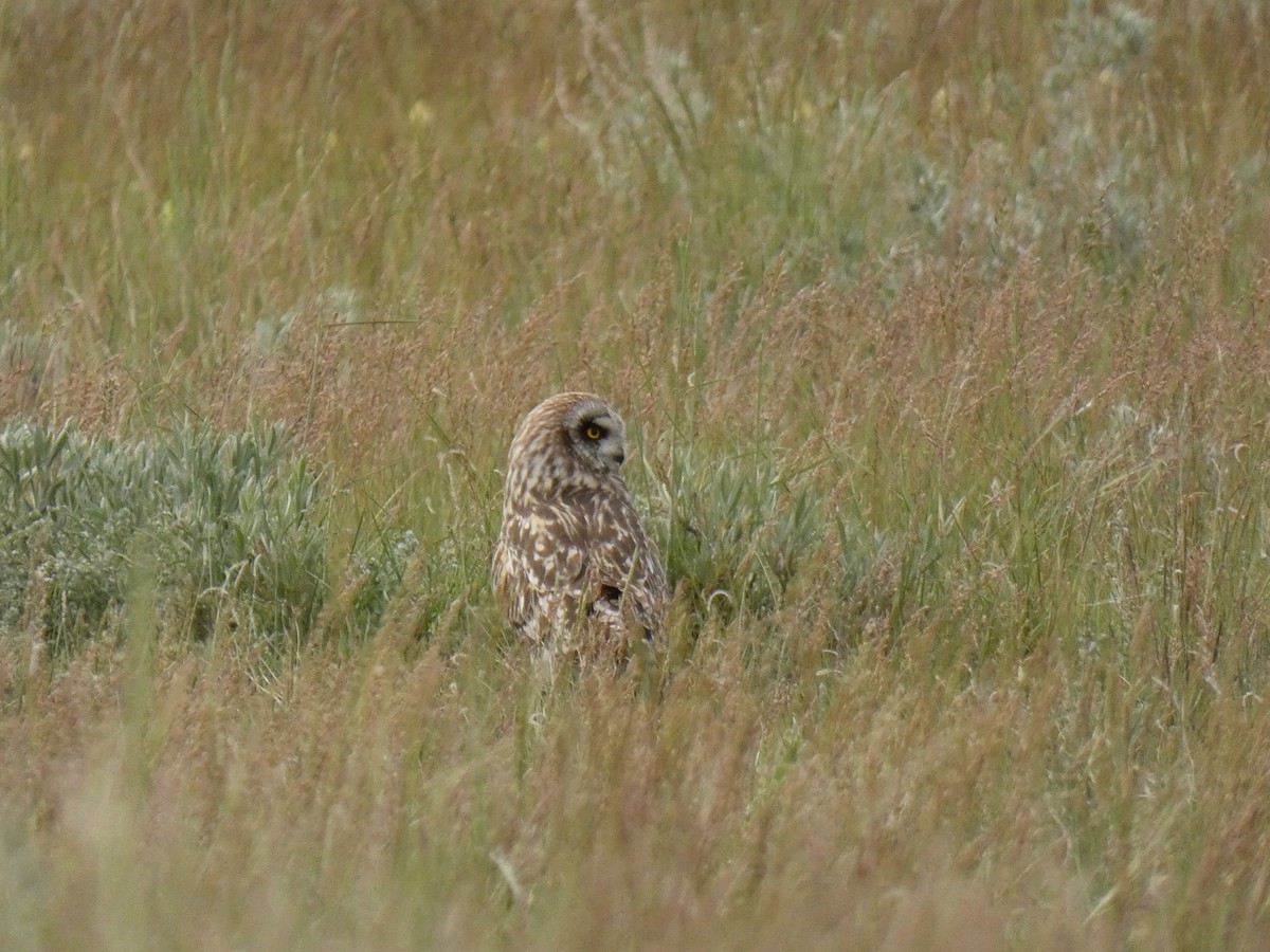 Short-eared Owl - ML620363887