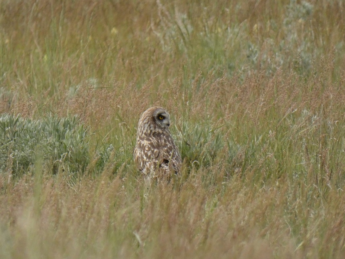 Hibou des marais - ML620363887