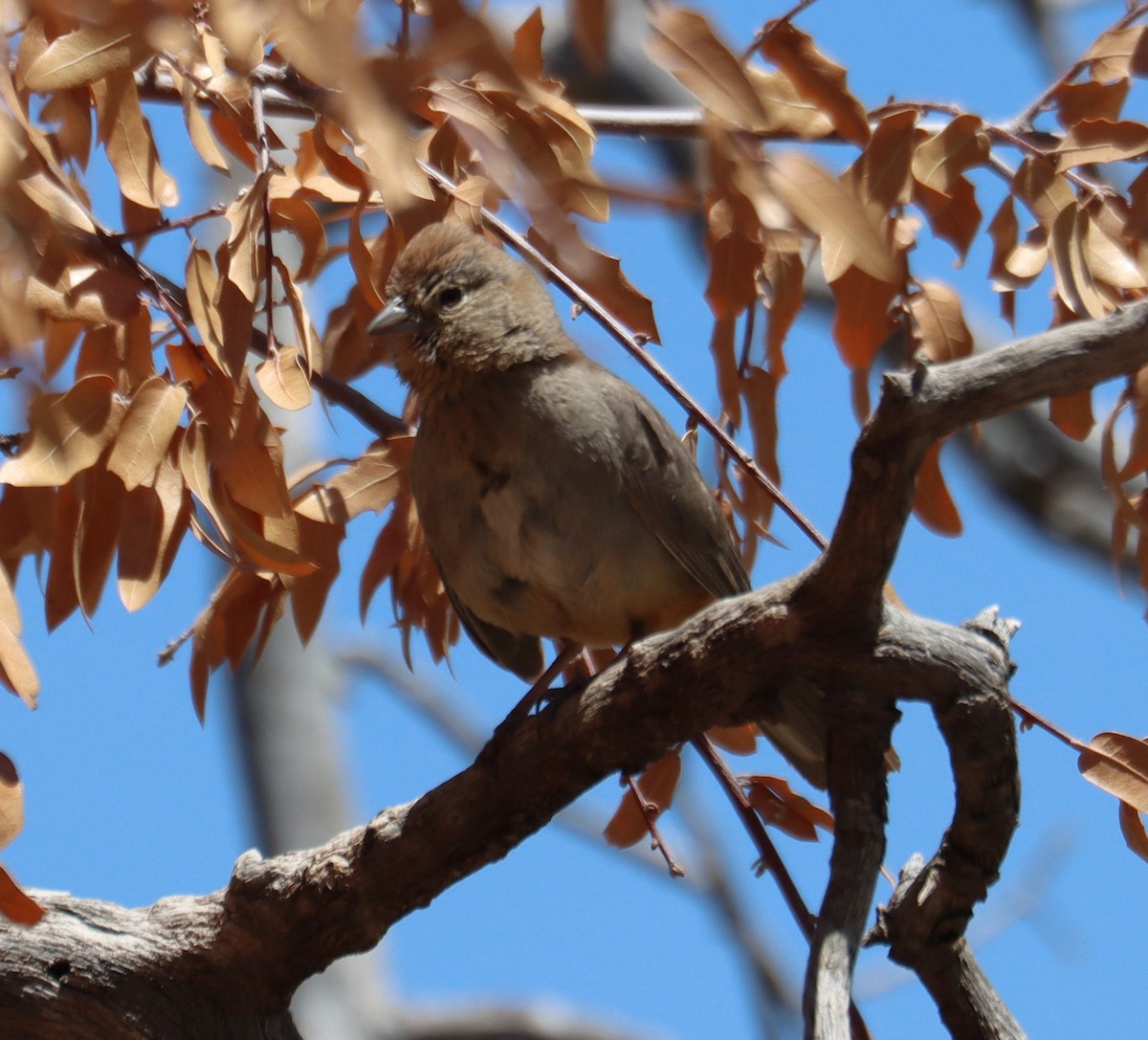 Canyon Towhee - ML620363888