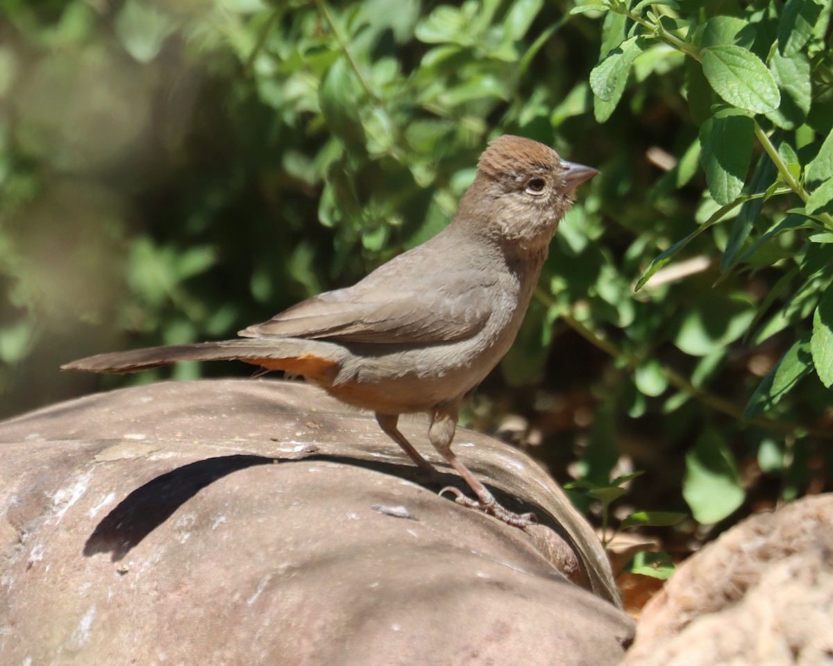 Canyon Towhee - ML620363889