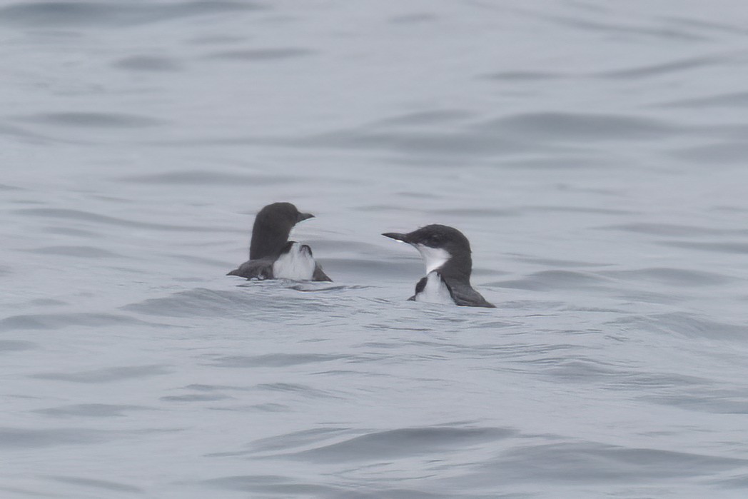 Craveri's Murrelet - ML620363898