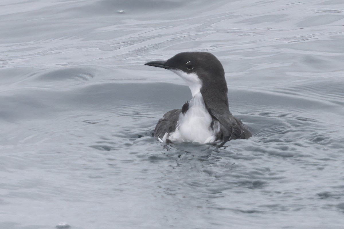 Craveri's Murrelet - Ted Keyel