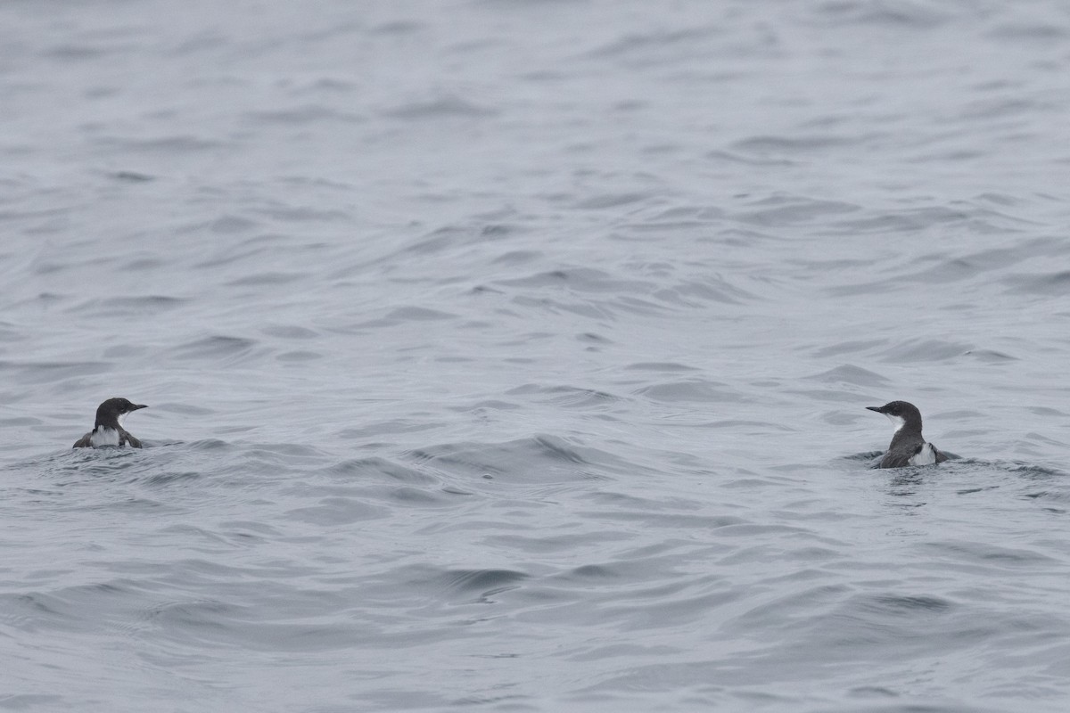 Craveri's Murrelet - ML620363901