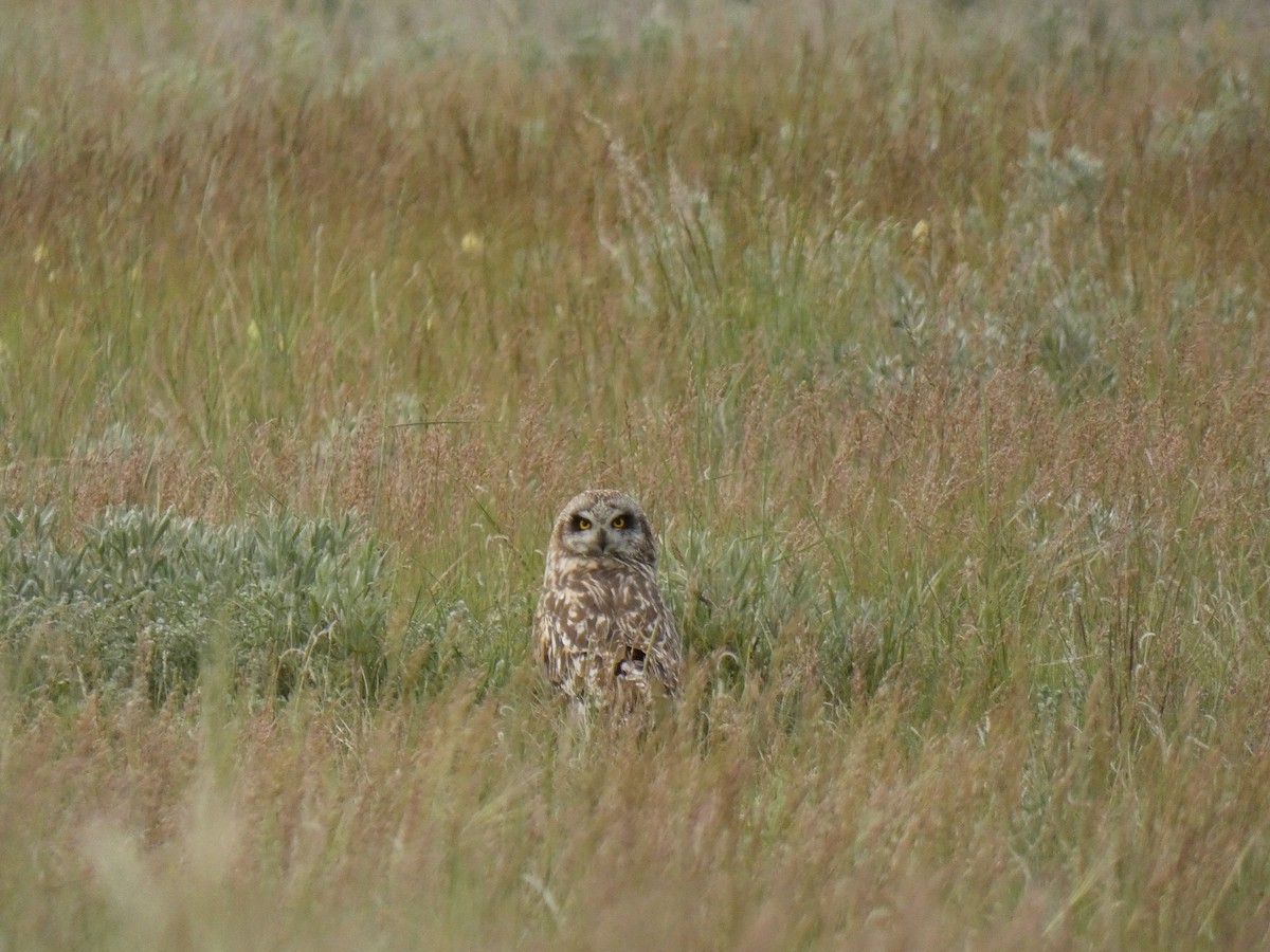 Short-eared Owl - ML620363911