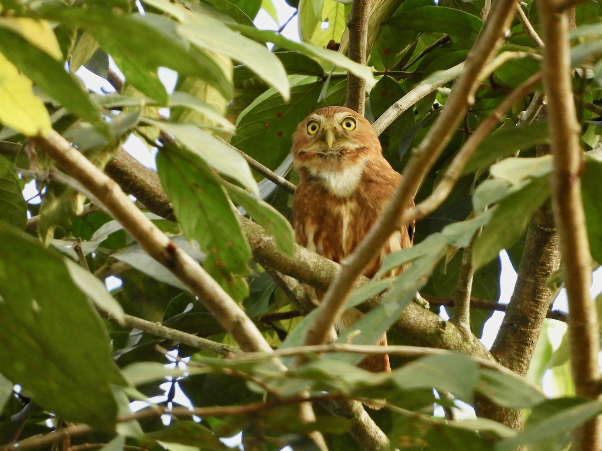 Ferruginous Pygmy-Owl - ML620363916