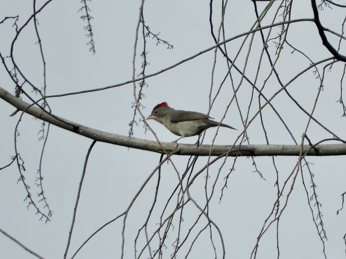 Pileated Finch - ML620363925