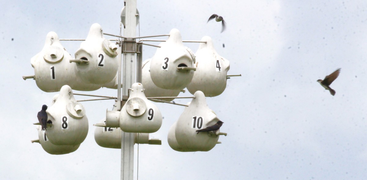 Purple Martin - ML620363926